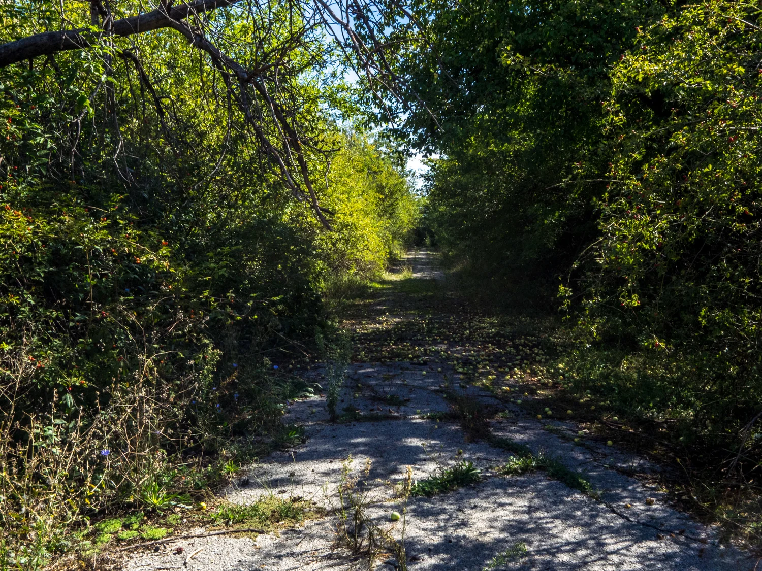  The old road is completely grown over now. 