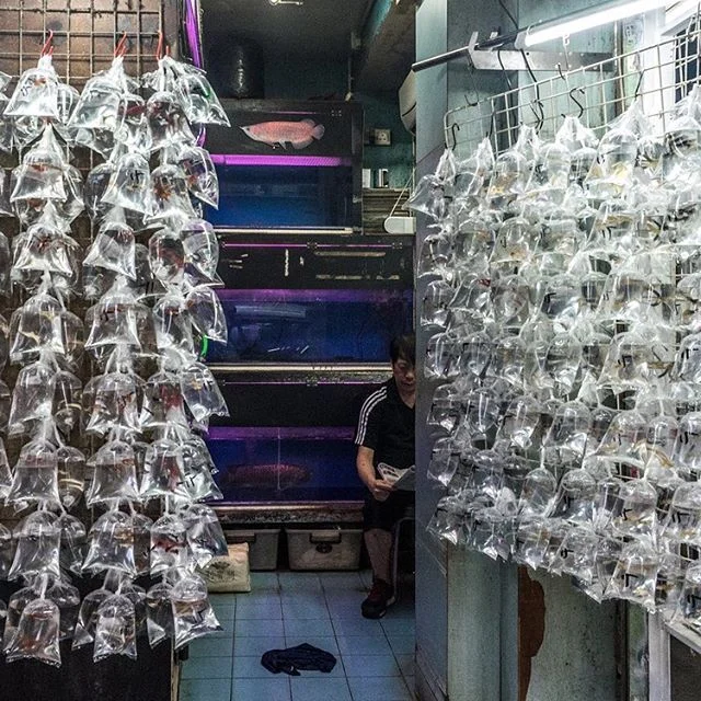 A shop in Hong Kong's famous goldfish market. All types of pet fish are available here, including rare marine species. #hongkong #mongkok #fishmarket